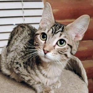 Mr. Bingley - AC Kitty!, kitten, available for adoption