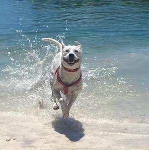 A white dog with a red collar running on a sandy beach near the water, splashing as it moves.