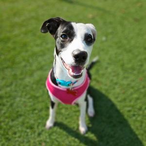 A black and white dog wearing a pink harness, standing on a grassy field.