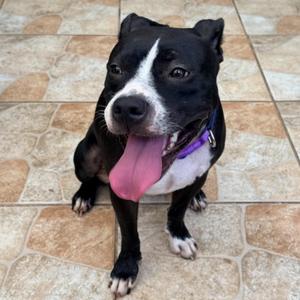 Oreo, Mixed Breed, young, available for adoption