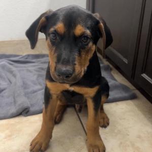 Atlas, Rottweiler / Mixed Breed, puppy, available for adoption
