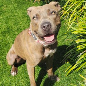 Goldie, Mixed Breed, young, available for adoption