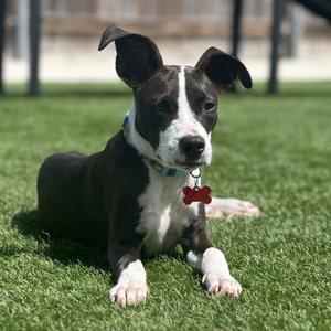 Katie, Mixed Breed / Terrier, puppy, available for adoption