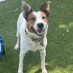 A happy dog with brown and white fur standing on green grass, wearing a collar with a tag.