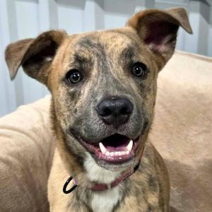 Latte Lou, Pit Bull Terrier, young, available for adoption