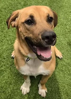 Herc, Shepherd, young, available for adoption