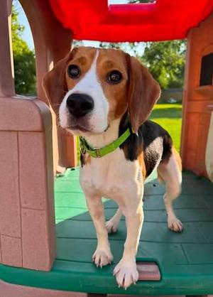 Irving du Bois, Beagle, adult, available for adoption