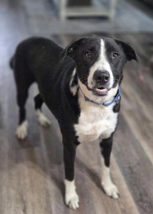 Rowdy Roo, Border Collie / Labrador Retriever, adult, available for adoption