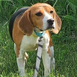 Linda Flynn Fletcher, Beagle, adult, available for adoption