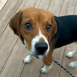 Baljeet Tjinder, Beagle, adult, available for adoption