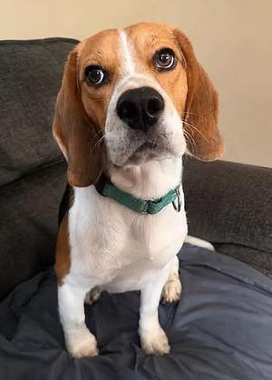 Dr. Doofenschmirtz, Beagle, adult, available for adoption