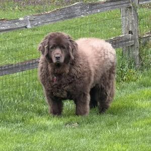 Norah, Newfoundland Dog, adult, available for adoption