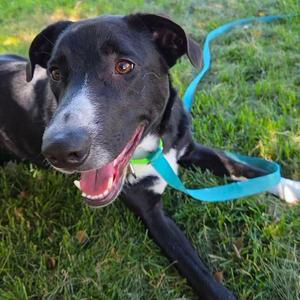 Ruff, Border Collie / Labrador Retriever, adult, available for adoption