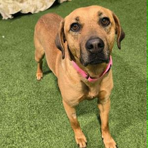 Cleo Jean, Mixed Breed, adult, available for adoption