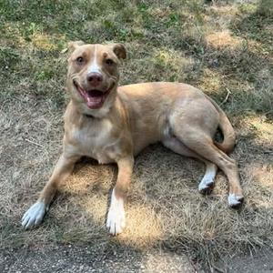 Benedict, Terrier, young, available for adoption