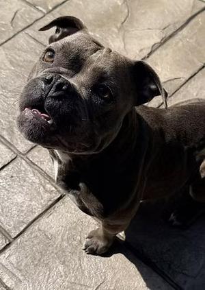Short & Stack, American Bulldog, adult, available for adoption