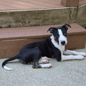 Rio Rancho, Mixed Breed, young, available for adoption