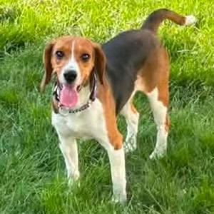 Candace Flynn, Beagle, adult, available for adoption