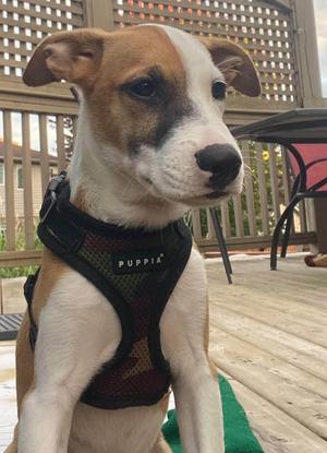 Bowie 4897, Terrier, available for adoption