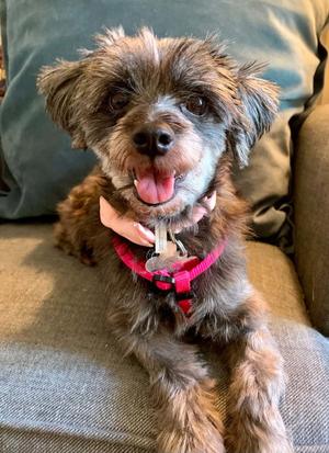 Bea 4830, Schnauzer / Shih Tzu, adult, available for adoption