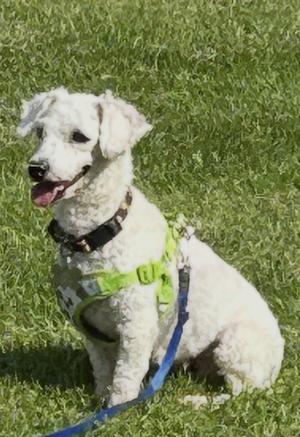 Popcorn 4839, Bichon Frise, adult, available for adoption