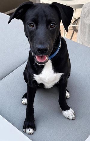 Star 4893, Labrador Retriever, puppy, available for adoption