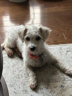 Pennie 4850, Bichon Frise, available for adoption
