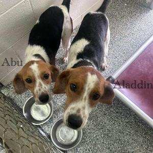 Aladdin, American Foxhound, young, available for adoption