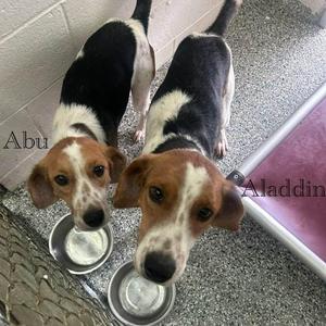 Abu, American Foxhound, young, available for adoption