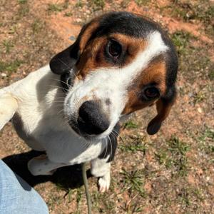Chief, Coonhound / Beagle, young, available for adoption