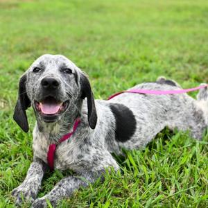 John, Bluetick Coonhound / Beagle, young, available for adoption
