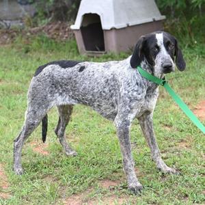 William, Bluetick Coonhound / German Shorthaired Pointer, young, available for adoption