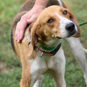 Ella, American Foxhound / Hound, young, available for adoption