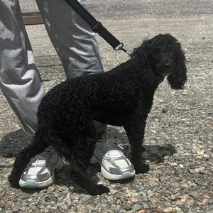 Benjamin, Miniature Poodle, young, available for adoption