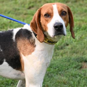 Crow, Treeing Walker Coonhound, young, available for adoption