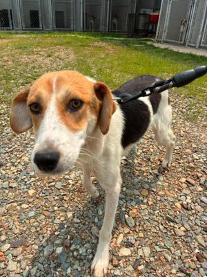 Jasmine, American Foxhound / Hound, young, available for adoption