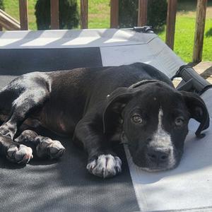 Snuggles, Mixed Breed (Small), available for adoption