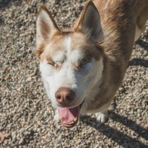 A close-up of a husky dog with brown and white fur, its eyes closed and tongue out, standing on a gravel surface.