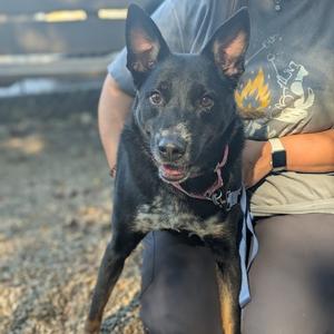 A black and tan dog with pointed ears and a pink collar is being held by a person wearing a gray shirt with a flame design.