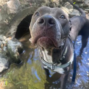 A close-up of a gray pit bull dog standing in shallow water, looking up at the camera with its head tilted. The dog is wearing a collar and leash, and there is a stone structure in the background.