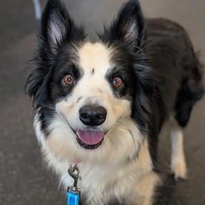 Luna, Mixed Breed (Medium), adult, available for adoption