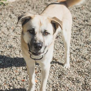 A light-colored dog with a black collar standing on a gravel surface, looking directly at the camera.
