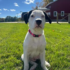 Dee, Mixed Breed (Medium), young, available for adoption