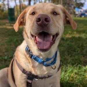 Roofus, Mixed Breed (Large), adult, available for adoption