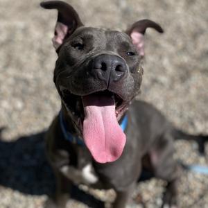 Scotty, Mixed Breed (Medium), adult, available for adoption