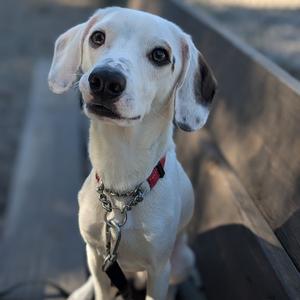 A white dog with black spots on its ears and face, wearing a red collar and a chain leash, sitting on a wooden surface.