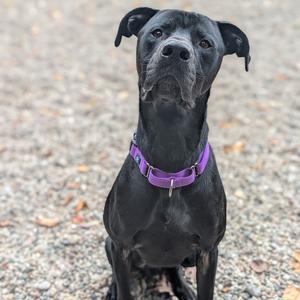 Loki, Mixed Breed (Large), adult, available for adoption