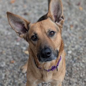 A close-up of a brown dog with pointed ears and a purple collar, looking directly at the camera.