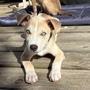 Shae, Mixed Breed (Medium), available for adoption