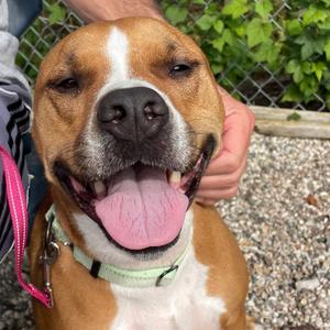 Eevee, Mixed Breed (Medium), adult, available for adoption